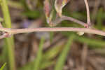 Eastern milkpea